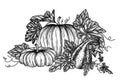 Vector illustration of a bush of 3 different pumpkins